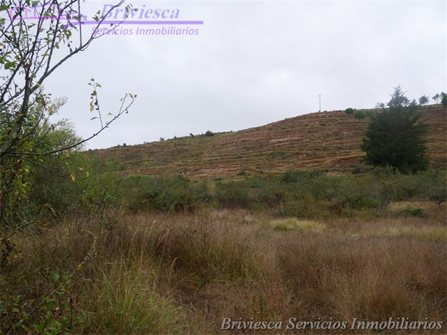 Venta Finca zona Las Quintanas,  Briviesca Inmobiliaria _3
